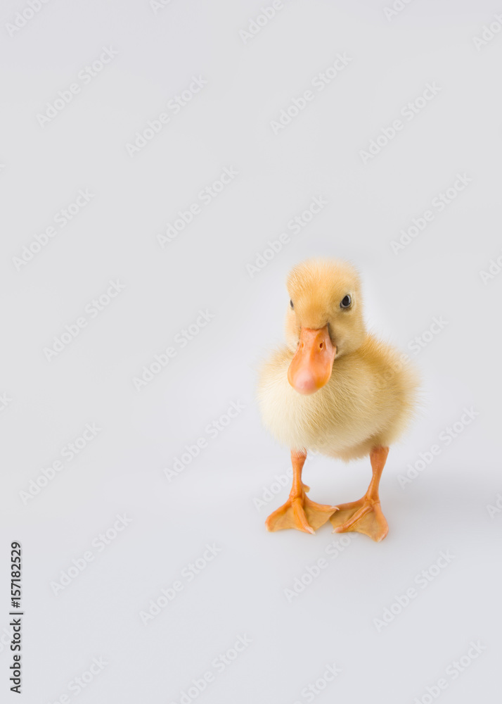 Thoughtful duckling Thoughtful duckling