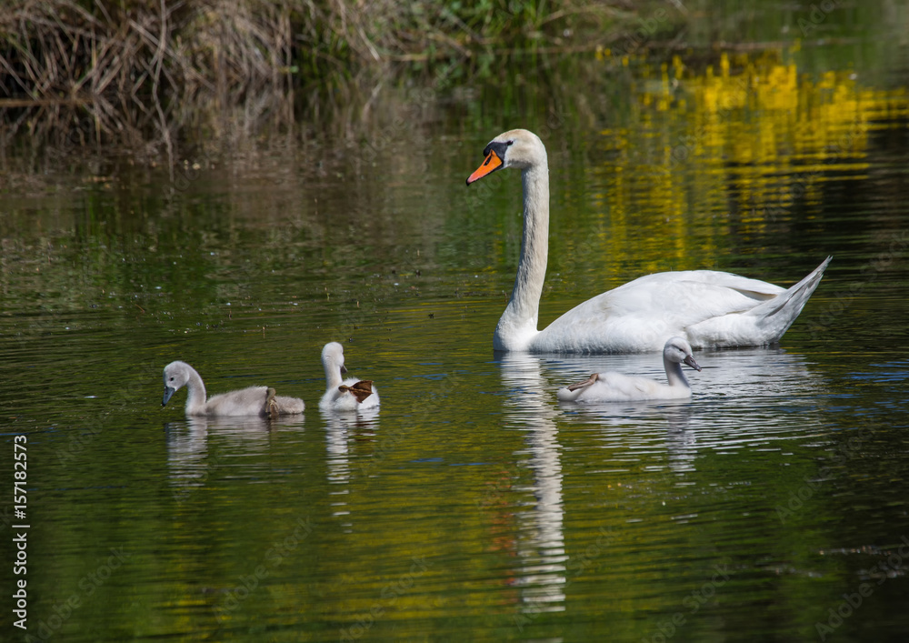 Two week old mute swan babies swimming together with their parents on a pond in the district of Buechenbach of the city of Erlangen Two week old mute swan babies swimming together with their parents on a pond in the district of Buechenbach of the city of Erlangen