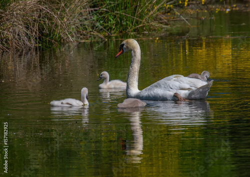 Two week old mute swan babies swimming together with their parents on a pond in the district of Buechenbach of the city of Erlangen