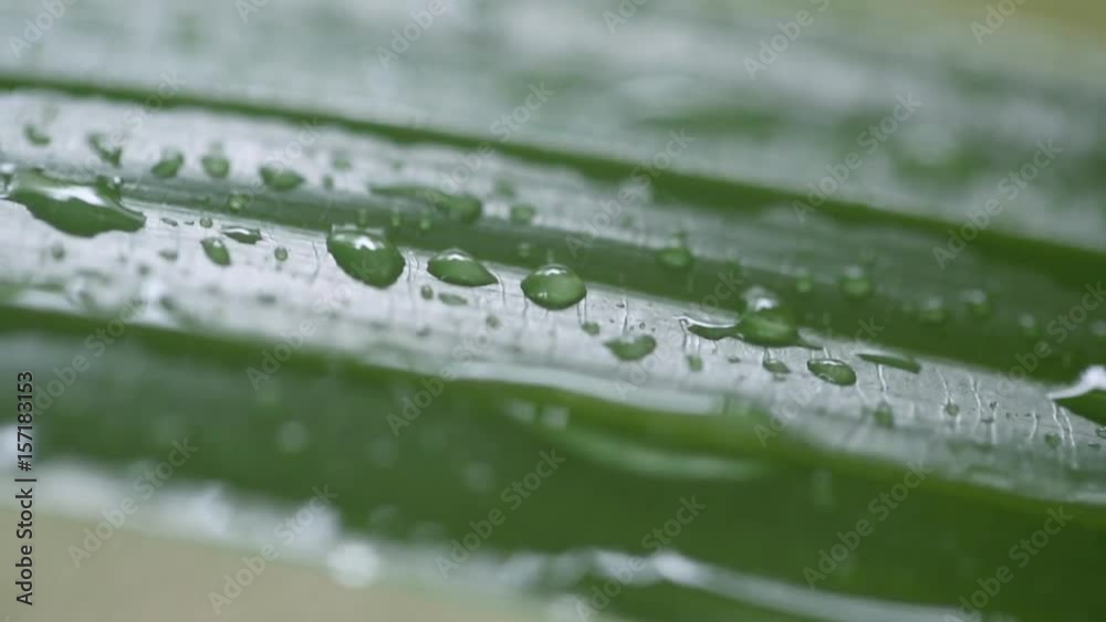 leaf with drops close-up leaf with drops close-up