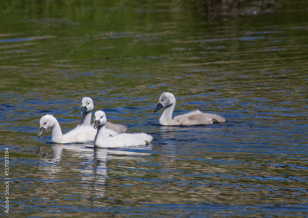 Obraz premium Two week old mute swan babies swimming on a pond in the district of Buechenbach of the city of Erlangen