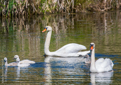 Two week old mute swan babies swimming together with their parents on a pond in the district of Buechenbach of the city of Erlangen