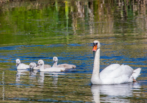 Two week old mute swan babies swimming together with their parents on a pond in the district of Buechenbach of the city of Erlangen