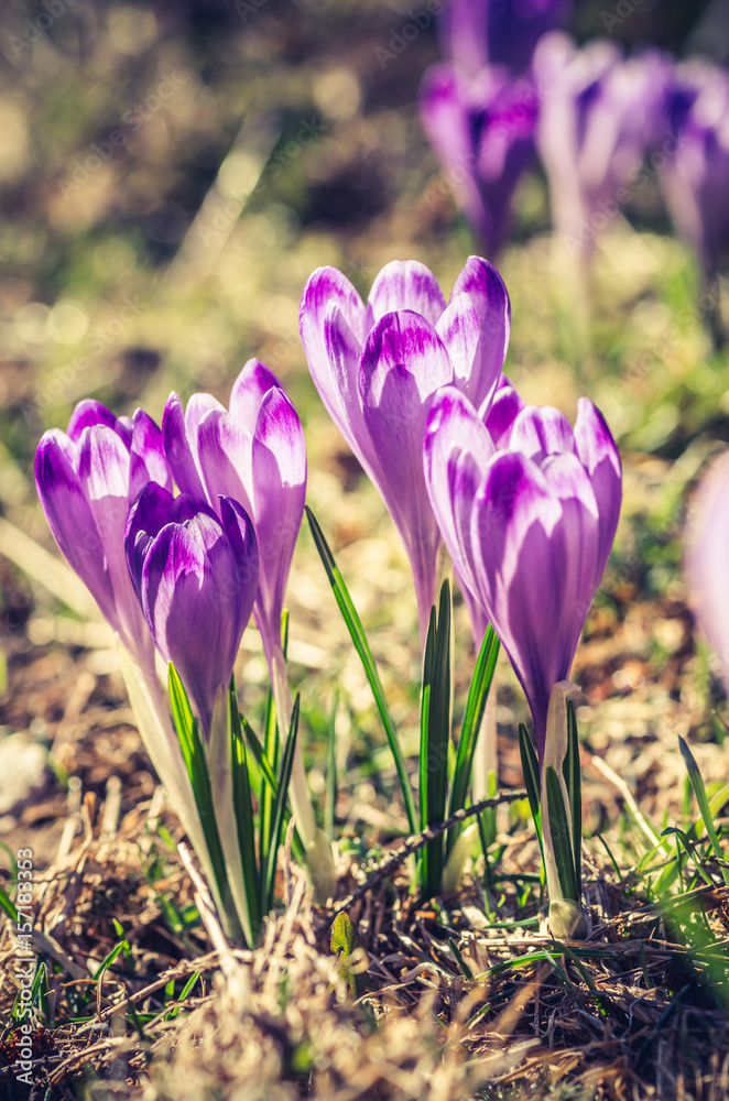 Blooming crocuses in spring, Chocholowska valley, Tatra mountains, Poland