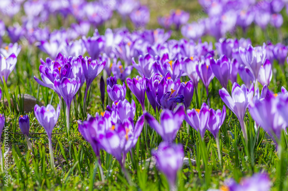 Blooming crocuses in spring, Chocholowska valley, Tatra mountains, Poland Blooming crocuses in spring, Chocholowska valley, Tatra mountains, Poland