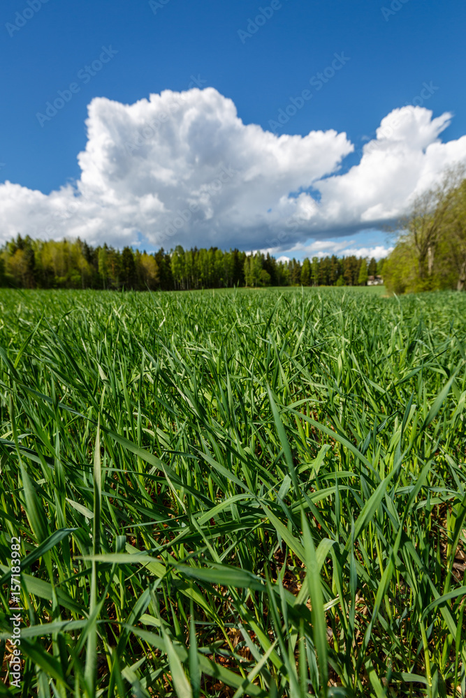 Fresh grass on the field and blue cloudy sky, Finland, spring Fresh grass on the field and blue cloudy sky, Finland, spring