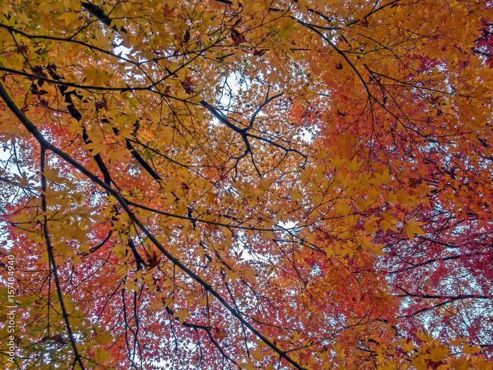 Red Maple leaves - Momiji, Japanese maple in autumn season.