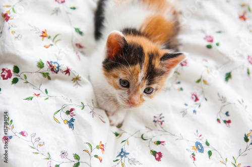 Fototapeta Naklejka Na Ścianę i Meble -  Small tricolor kitten lying and sleeping on the blanket at bedroom on the bed. Cute small cat in the morning.