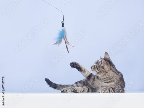 Сat plays with feather toy