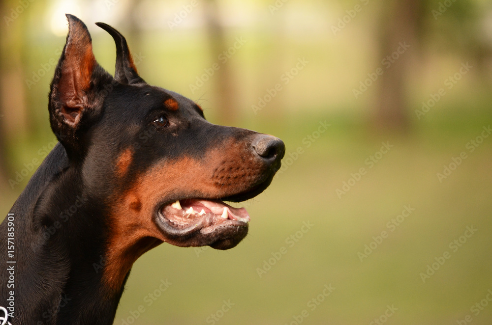 Black doberman dog