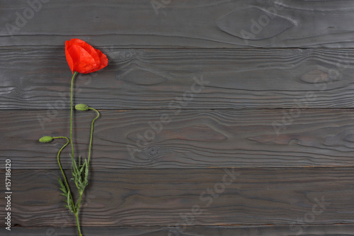 Fototapeta Naklejka Na Ścianę i Meble -  red poppy flowers on dark wood background. top view with copy space