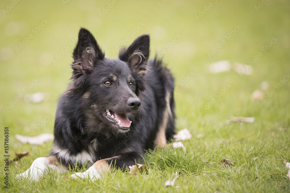 Dog, Border Collie, lying in grass