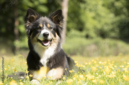 Dog, Border Collie, lying in grass with yellow flowers
