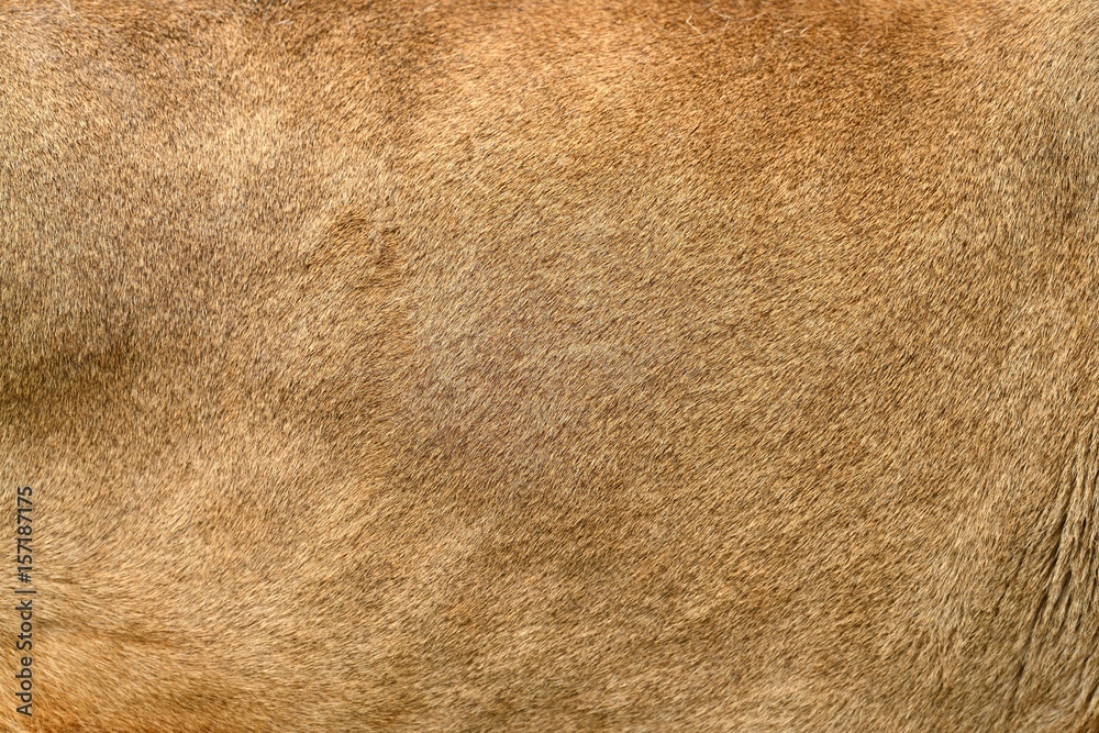 Obraz premium Prawdziwa tekstura skóry lwa