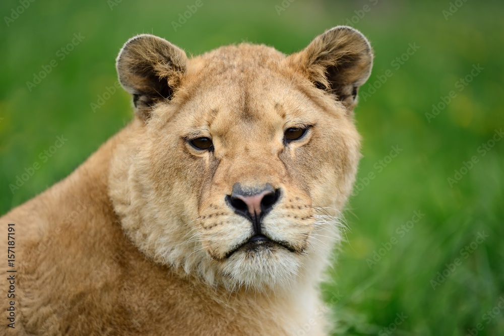 Lion in green grass