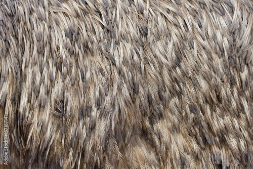 Feathers texture of a ostrich
