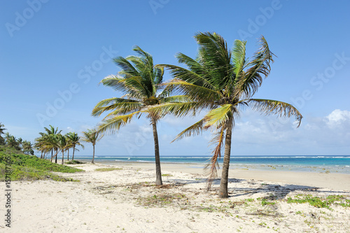 Fototapeta Naklejka Na Ścianę i Meble -  Palm trees at the beach