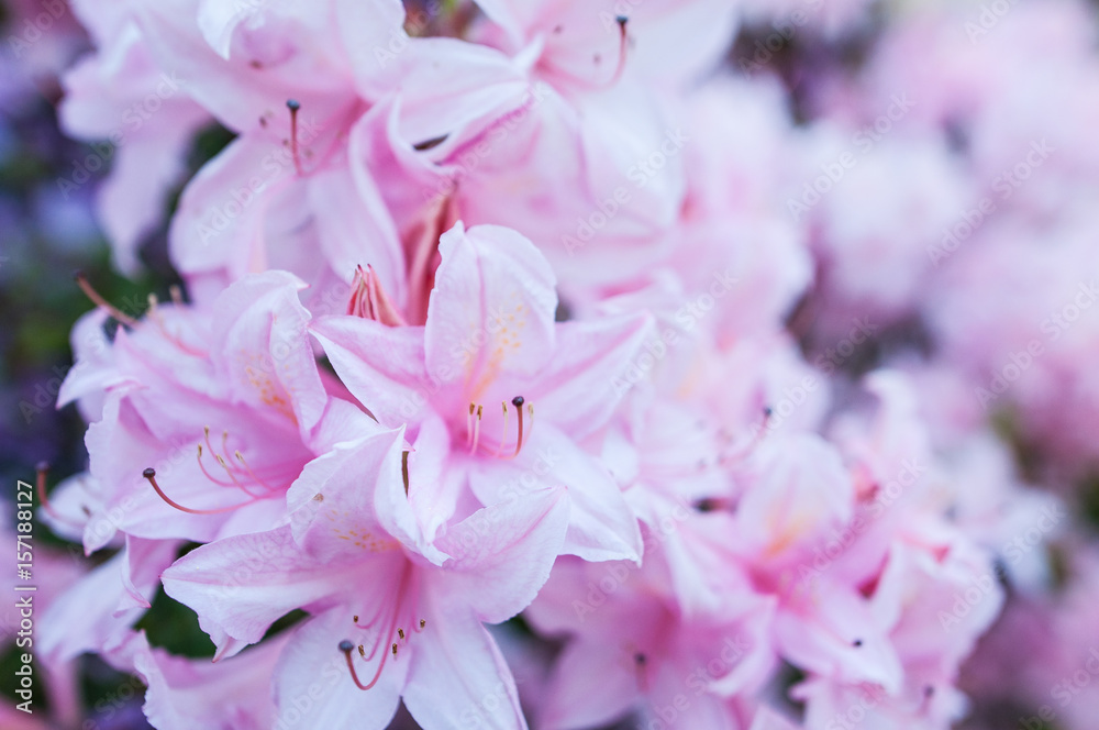 Fototapeta premium Spring flowers