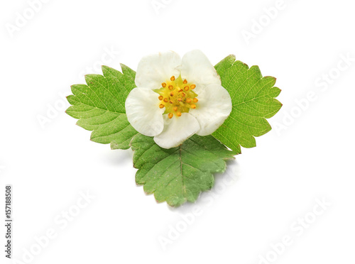 Flower and leaves of strawberry on white background