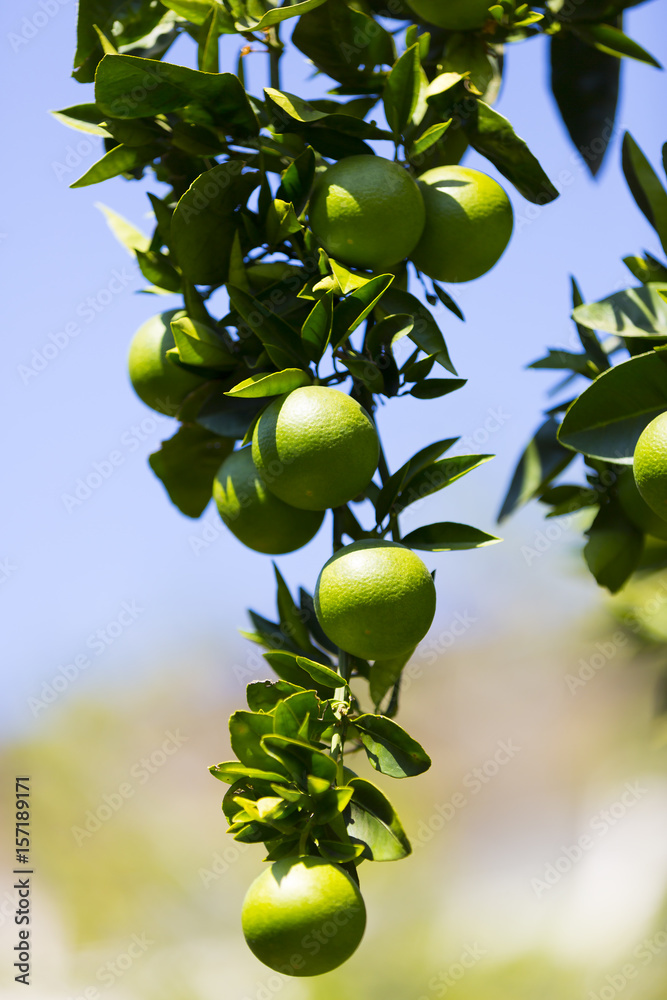 Orange tree with fruits ripen in the garden 