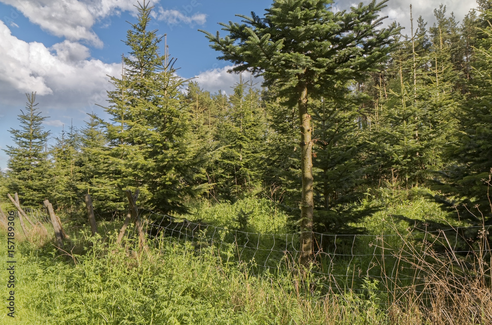 Spring forest scrub with wire fence in the background Spring forest scrub with wire fence in the background