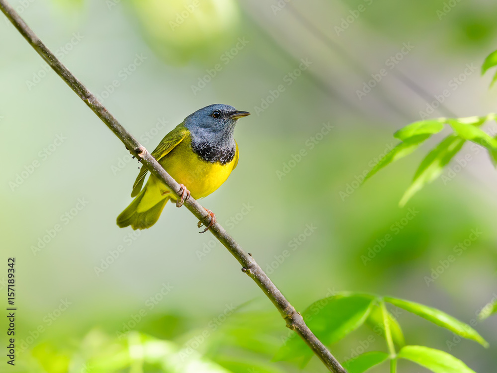 Fototapeta premium Mourning Warbler
