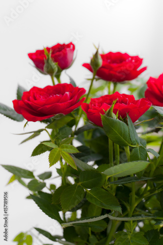Beautiful Rosebush