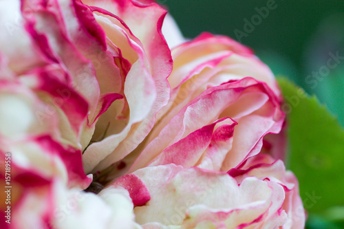 details of pierre de ronsard rose petal
