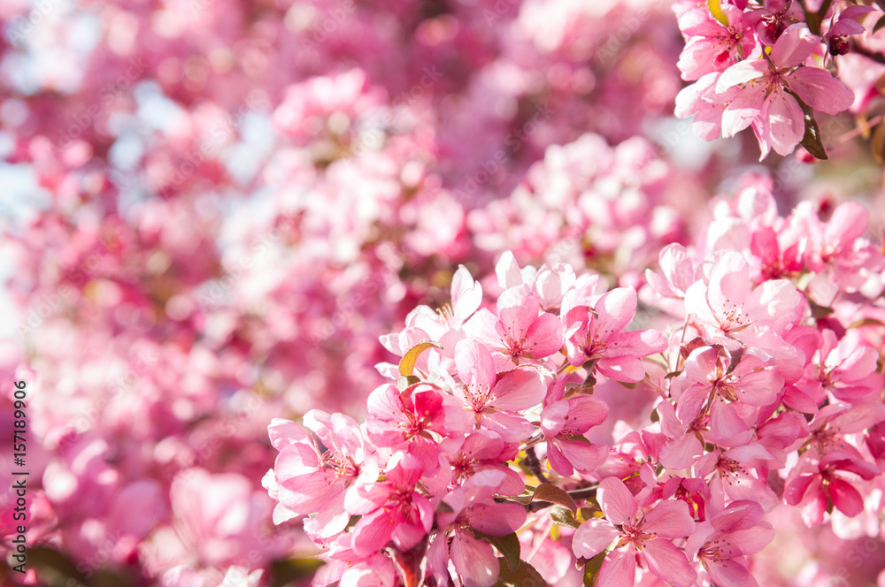 Fototapeta premium beautiful Pink flowers blossoming apple tree background