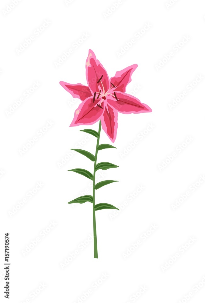 Closeup hand drawn lilac lily flower in side view. Vector illustration isolated on white background for wedding invitation, greeting bouquet and other design Closeup hand drawn lilac lily flower in side view. Vector illustration isolated on white background for wedding invitation, greeting bouquet and other design