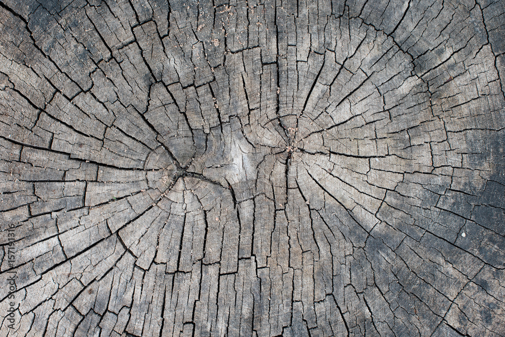 Fototapeta premium Cross section of the tree close