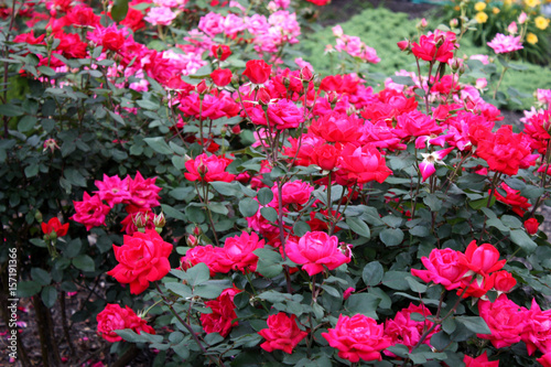 Pink Flower Bed