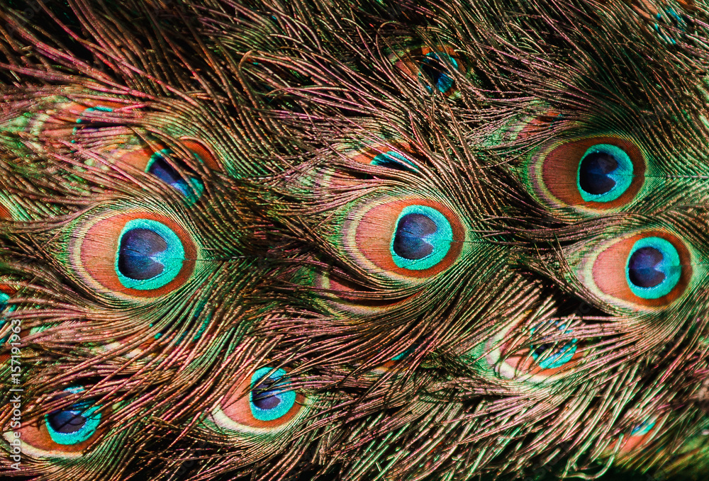 Fototapeta premium tail of a blue peacock. feathers peacock background