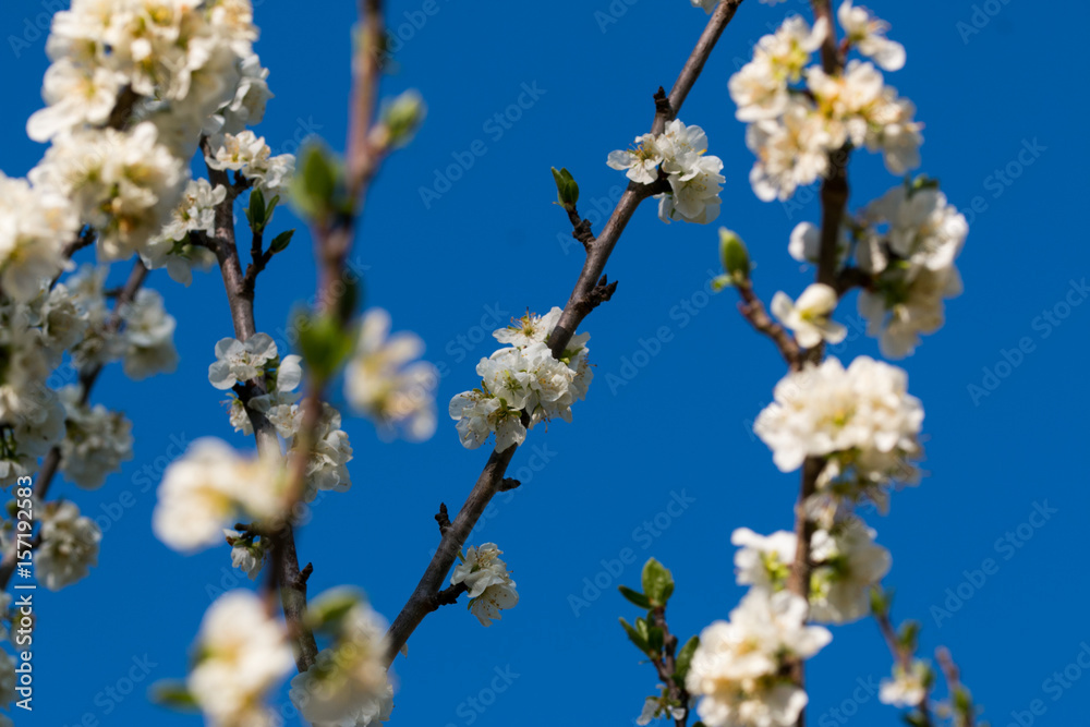 White apple flowers branch isolated on blue background White apple flowers branch isolated on blue background