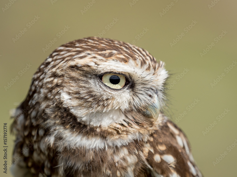 Closeup portrait of a little owl (Athene noctua) with big eyes Closeup portrait of a little owl (Athene noctua) with big eyes