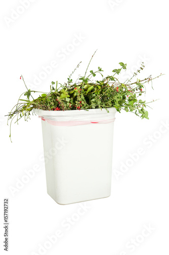 Vegetation in trash can