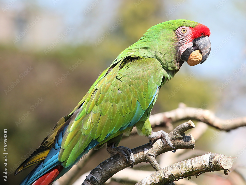 Obraz premium Mexican / South American Military macaw (Ara militaris) eating a nut.