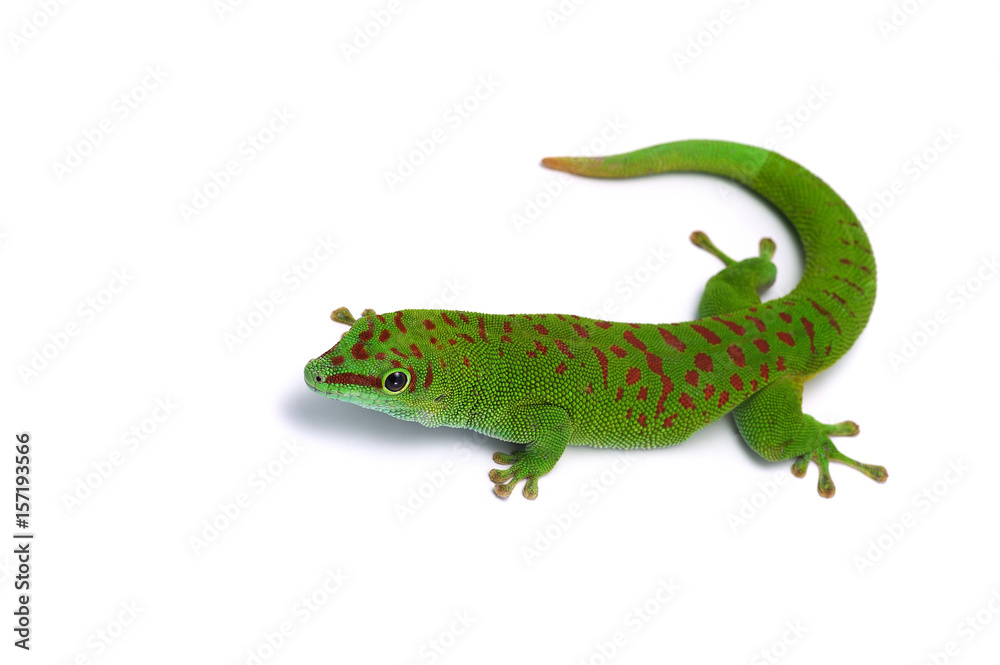 Fototapeta premium Madagascar gecko isolated on white background