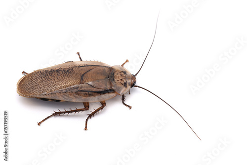 giant cockroach isolated on white background © Dmitry