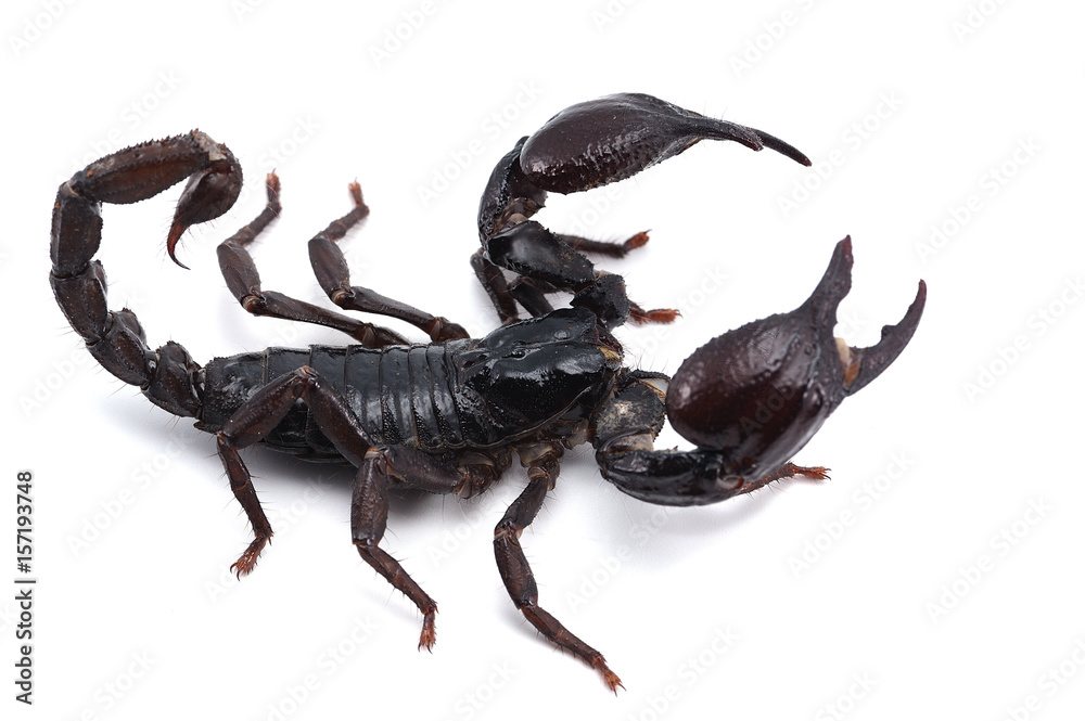 Black scorpion isolated on white background Black scorpion isolated on white background