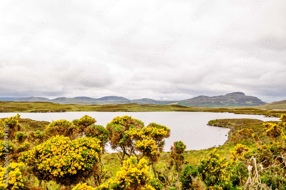 View on lake with blooming brooms in Scotland View on lake with blooming brooms in Scotland