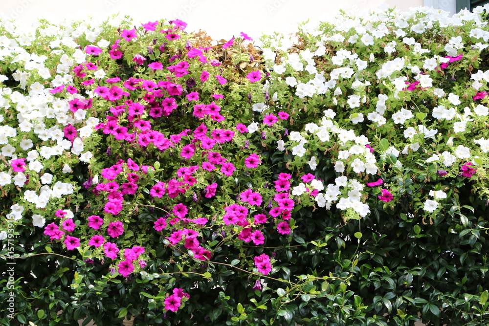 White and purple flowering petunias in summer White and purple flowering petunias in summer