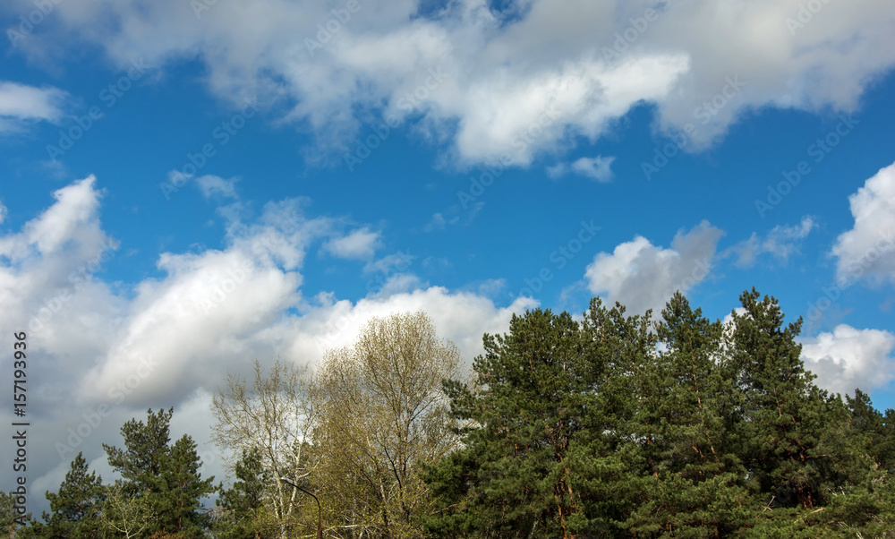 Voluminous summer clouds over the pine forest. Voluminous summer clouds over the pine forest.