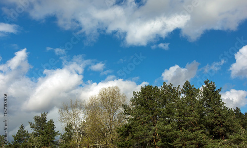Voluminous summer clouds over the pine forest.