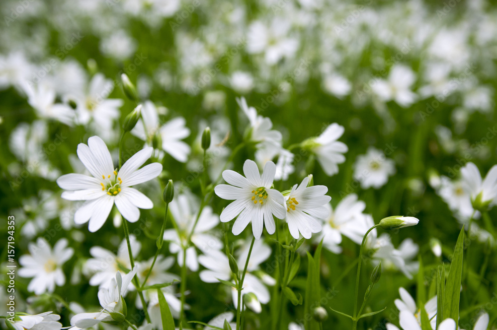 Stellaria holostea greater stitchwort perennial flowers in bloom, group of white flowers on green background Stellaria holostea greater stitchwort perennial flowers in bloom, group of white flowers on green background