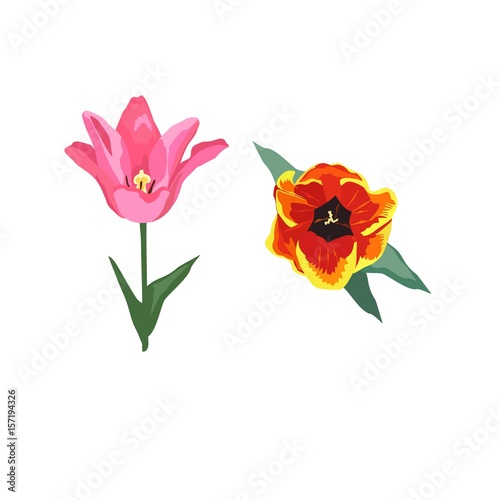 Realistic red and lilac flower tulip. Illustration with spring flowers