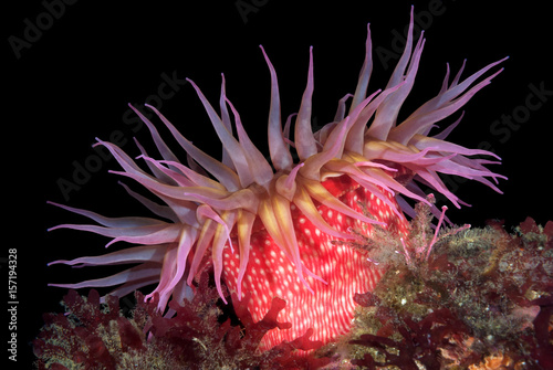 Fototapet Red sea anemone
