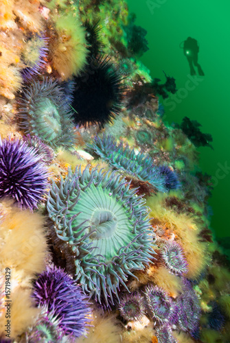 Anemones on reef