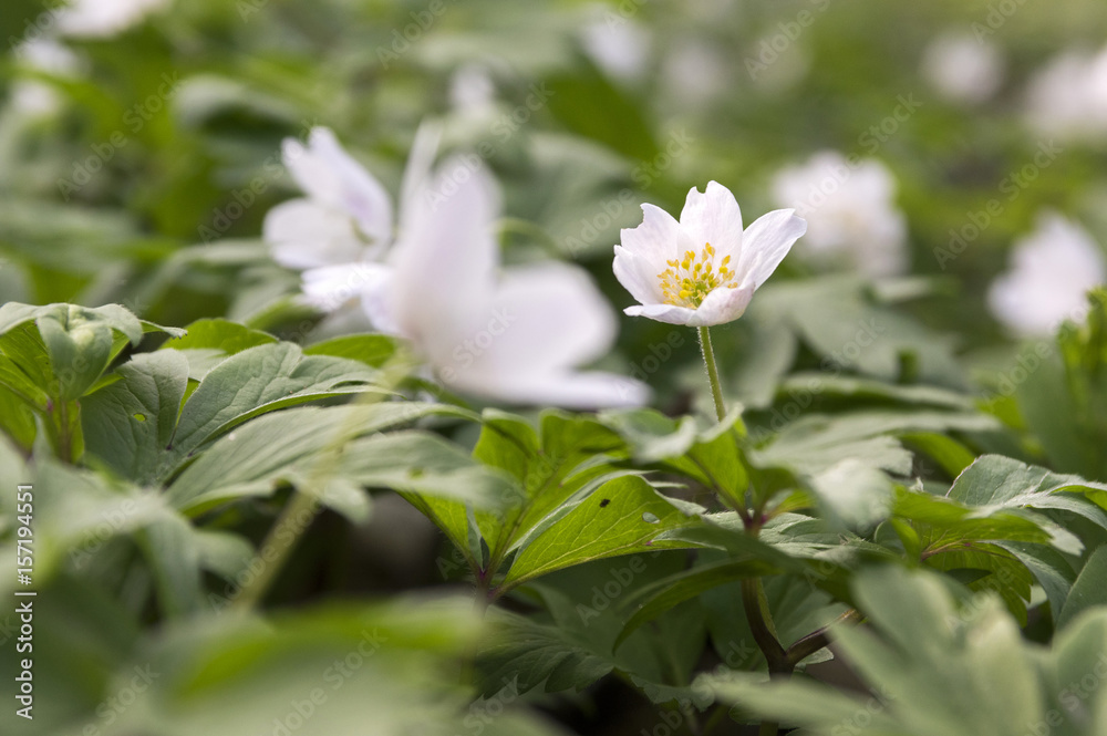 Anemone nemorosa spring flowers, wood anemones in bloom Anemone nemorosa spring flowers, wood anemones in bloom