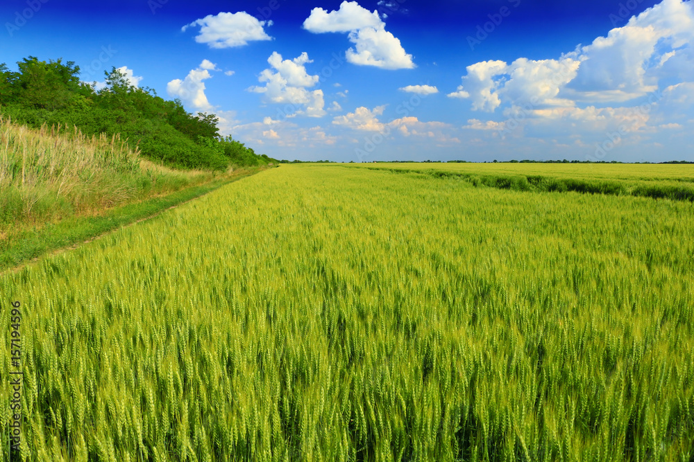 Fototapeta premium green wheat field